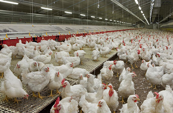 Poultry Farming